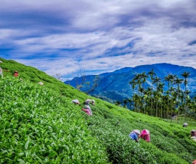 Look Tea House