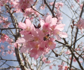 Pu Su Garden Bed and Breakfast
